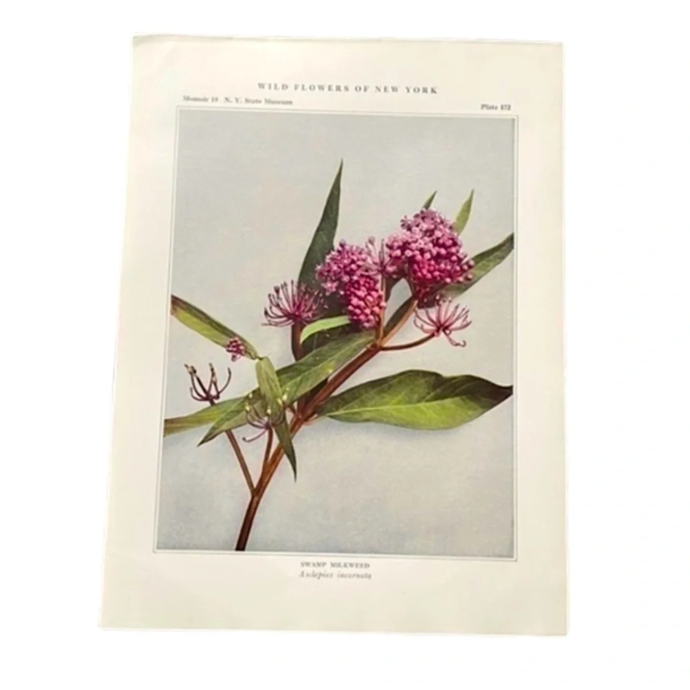 🖤5/$25 Antique Botanical Print Original natural home decor milkweed flower